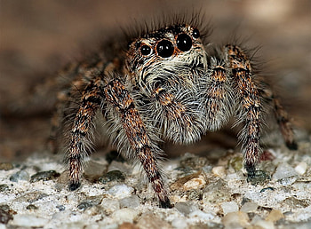 Spider, animal, other, toxic HD wallpaper