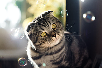 Scottish Fold, , Mocah , Cat HD wallpaper
