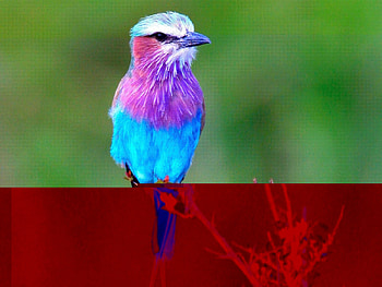 Animals, Birds HD wallpaper