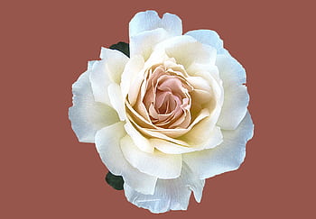 A beautiful white rose in full bloom set against a subtle brown background. HD wallpaper