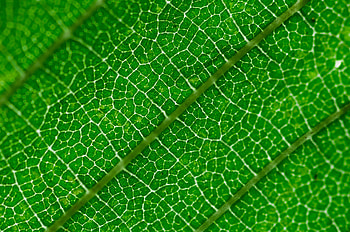 Macro, Sheet, Leaf, Veins HD wallpaper