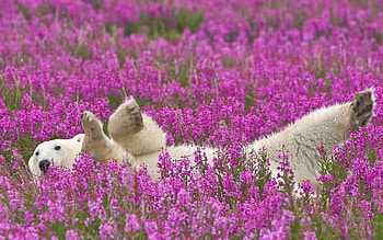 Animals, Flowers, Young, To Lie Down, Lie, Joey, Polar Bear HD wallpaper