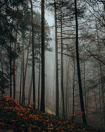 Nature, Trees, Forest, Fog HD phone wallpaper