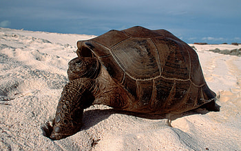 Animals, Sand, Crawl, Turtle HD wallpaper