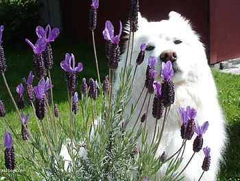 What Is This?, animals, lavender, dogs, flowers, samoyed HD wallpaper