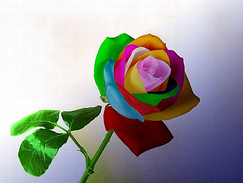 Colorful Rose, rose, colorful, beautiful HD wallpaper