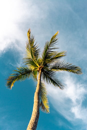 A tall coconut palm tree reaching for the sky with lush green leaves and a bright blue backdrop. HD phone wallpaper