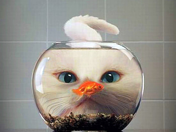 Cat w fish, cool, fish, cat HD wallpaper