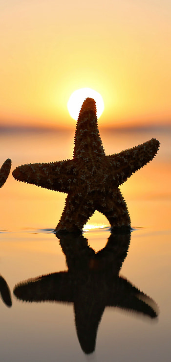Reflection, Starfish HD phone wallpaper