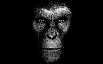 Planet of the Apes, Movie franchise, Rise of the Apes, Visually stunning HD wallpaper
