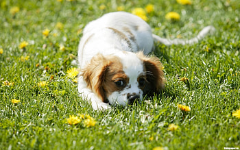 Animals, Dogs HD wallpaper
