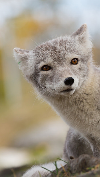 Arctic fox, Wild Animals HD phone wallpaper