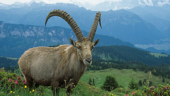Mountain goat, Majestic creature, breathtaking view, Nature's beauty HD wallpaper