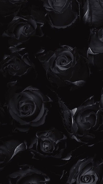 Black Rose, Roses HD phone wallpaper