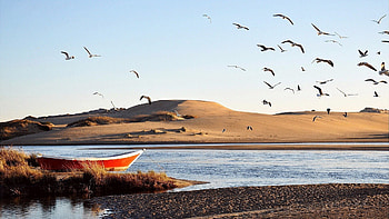 birds on a desert lake, boat, desert, birds, lake HD wallpaper