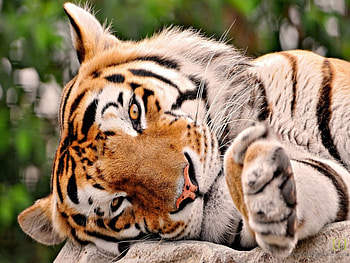 Lazy Tiger, cool, lazy, tiger, nice HD wallpaper