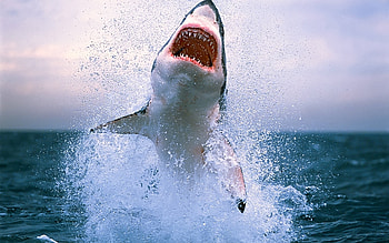 Animals, Sharks HD wallpaper
