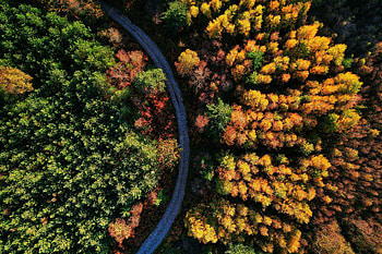 Beautiful autumn, green-yellow trees, aerial view HD wallpaper