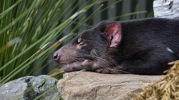 Tasmanian Devil dental care, Herod's dental visit, Auckland Zoo news, Animal health HD wallpaper