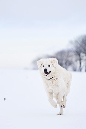 Animals, Snow, Dog, Run, Running, Big Pyrenees, Great Piraeus, Pyrenean Mountain Dog, Iberian Mountain Dog HD phone wallpaper