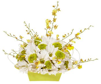 Beauty, branches, white, flowers, yellow HD wallpaper