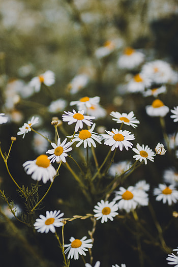 Flowers, Summer, Camomile, Plant, Bloom, Flowering HD phone wallpaper