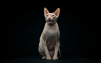 Sphynx cat, Hairless feline, Mysterious charm, Unique breed HD wallpaper