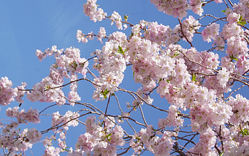 Japanese Cherry Blossoms, sky, spring, cherry, blossoms HD wallpaper