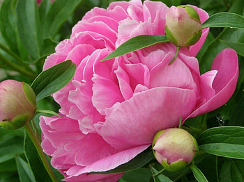 QUEEN OF BLOOMS, gardens, pink, perfection, peony, flowers, blooms HD wallpaper