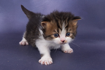 baby kitten, sweet, kitten, baby, cute, pet HD wallpaper