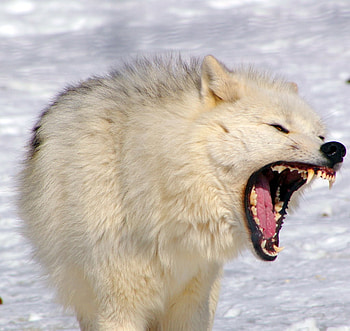 Arctic wolf, dog, majestic, winter, grey, howl, grey wolf, beautiful, spirit, pack, snow, friendship, canine, mythical HD wallpaper