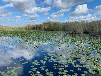 Everglades National Park, Interesting activities, Stuck on the go, Discover more HD wallpaper