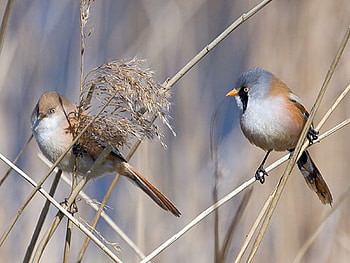 Mr and Mrs Bearded Tit, tit, bearded, reeds, phragmites HD wallpaper