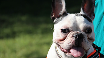 rocky, dog, bulldog, french HD wallpaper