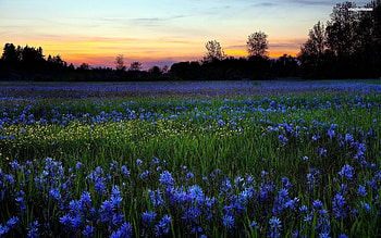 Flower Field, Blooming blossoms, Colorful petals, Nectar collectors HD wallpaper