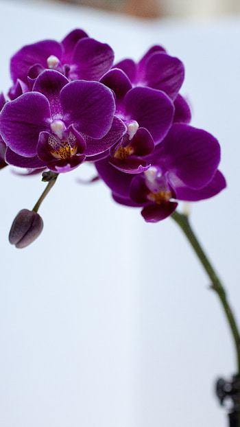 Orchid, Violet, Flower HD phone wallpaper