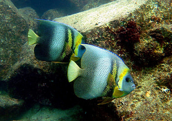 Angelfish, Natusfera, Pomacanthus, Ngel De Corts HD wallpaper