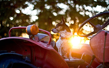 Animals, Glare, Dog, Car, Steering Wheel, Sunlight, Rudder, Waiting, Expectation HD wallpaper