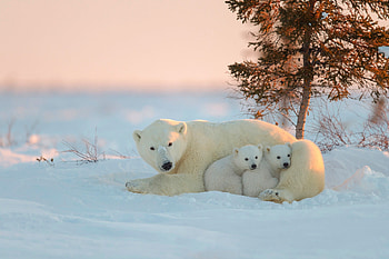 Polar Bear With Baby, polar-bear, animals, cute HD wallpaper