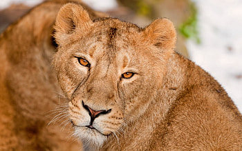 Animals, Muzzle, Lion, Predator, Big Cat, Sight, Opinion, Kind HD wallpaper