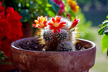 Flowers, Flower, Bloom, Flowering, Cactus, Succulents HD wallpaper