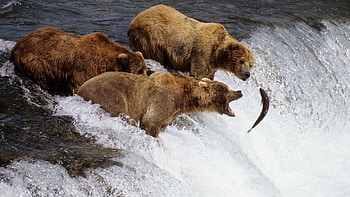 Hunting, Grizzly Bears HD wallpaper