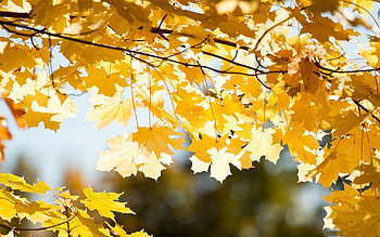 Nature, Autumn, Leaves, Branch HD wallpaper