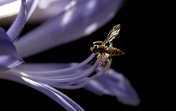 Flower, Plant, Macro, Dark Background, Bee HD wallpaper