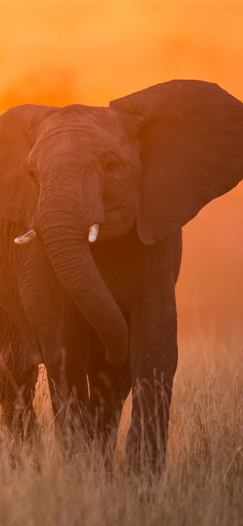 Kenyan , Vibrant colors, African motifs, Wildlife art HD phone wallpaper