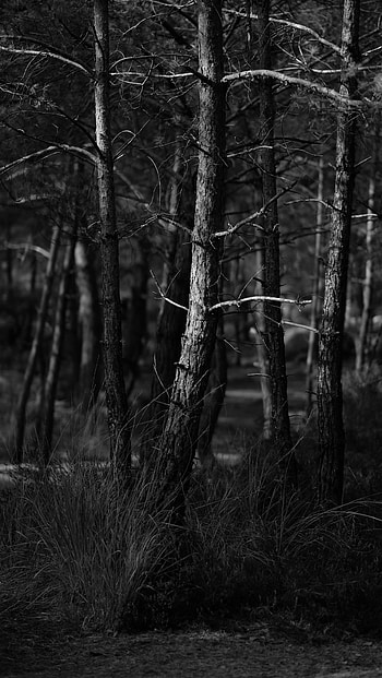 Nature, Trees, Forest, Bw, Chb HD phone wallpaper
