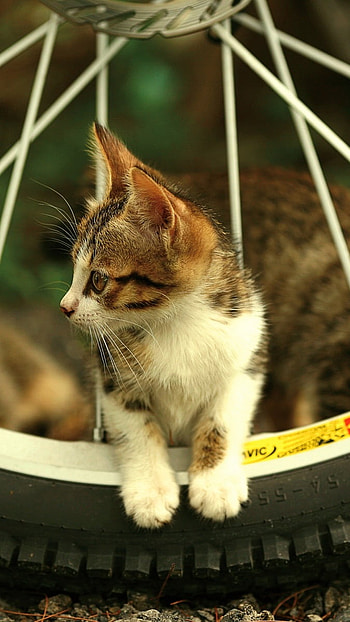 A Cute, Cat Bicycle HD phone wallpaper