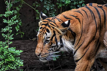 Close-up of a tiger in the wild, showcasing its majestic stripes and piercing eyes. HD wallpaper