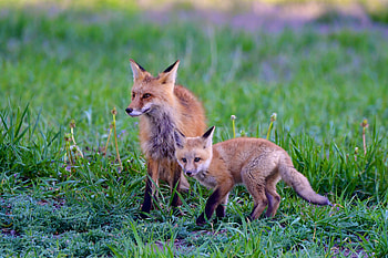 Animals, Grass, Fox, Young, Predator, Animal, Joey HD wallpaper