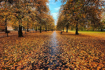 Autumn Park., path, fall, autumn, leaf, sky, park, tree HD wallpaper
